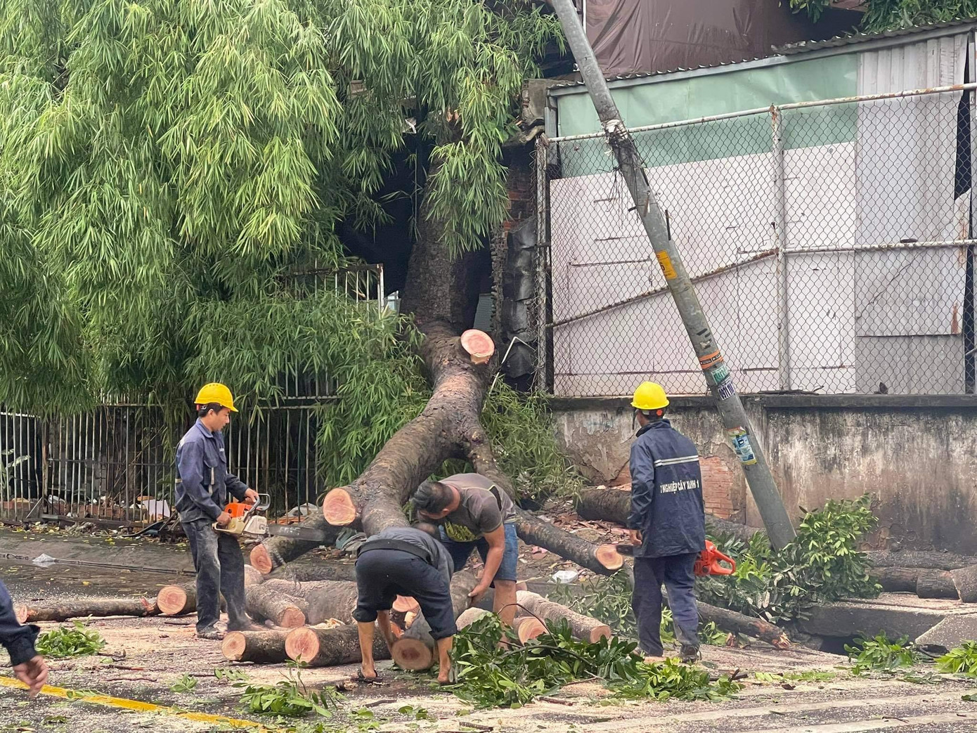 Nhân viên công ty cây xanh dùng cưa phân nhỏ thân cây để di dời.