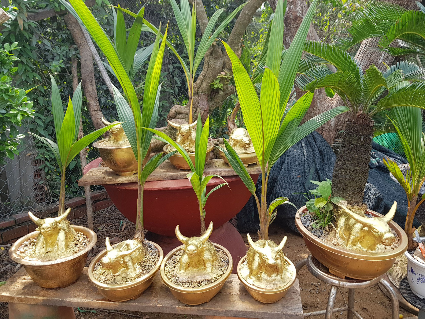 Người trồng mai ở TPHCM gấp rút tỉa lá, trâu vàng 'cõng' quất hút khách miền Tây ảnh 15