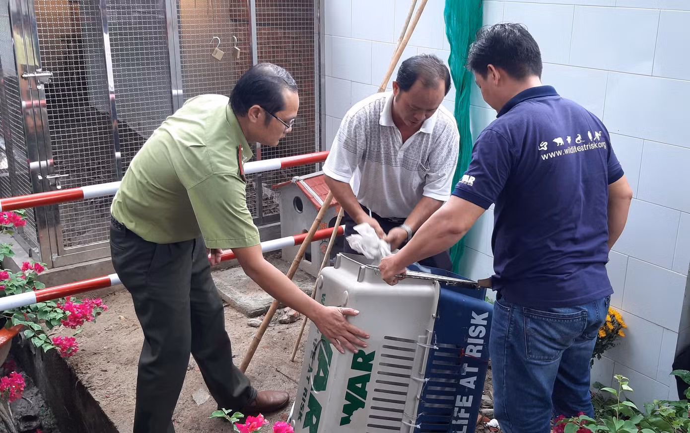 Cặp rắn hổ mây ‘khủng’ được gắn gì trước khi thả về tự nhiên? ảnh 2