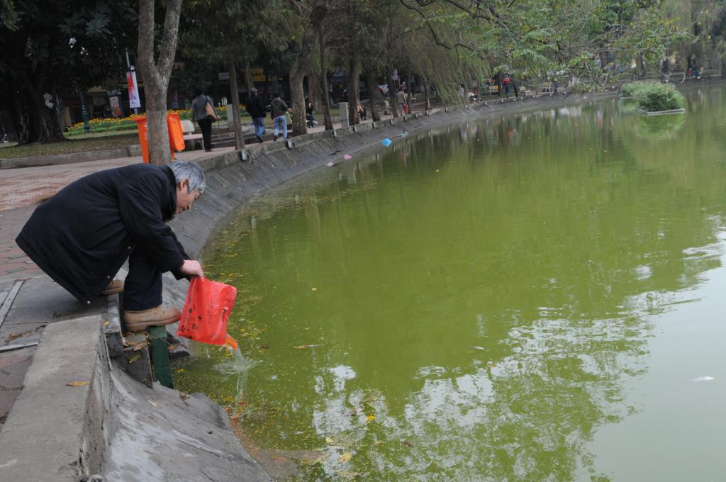 Các hồ ở Hà Nội ngập đầy cá