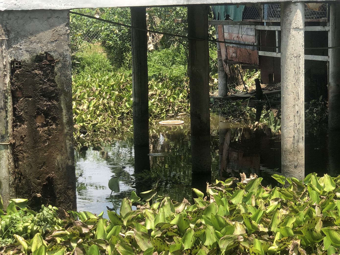 Ao cá nơi phát hiện ông H tử vong. Ảnh: MĐ