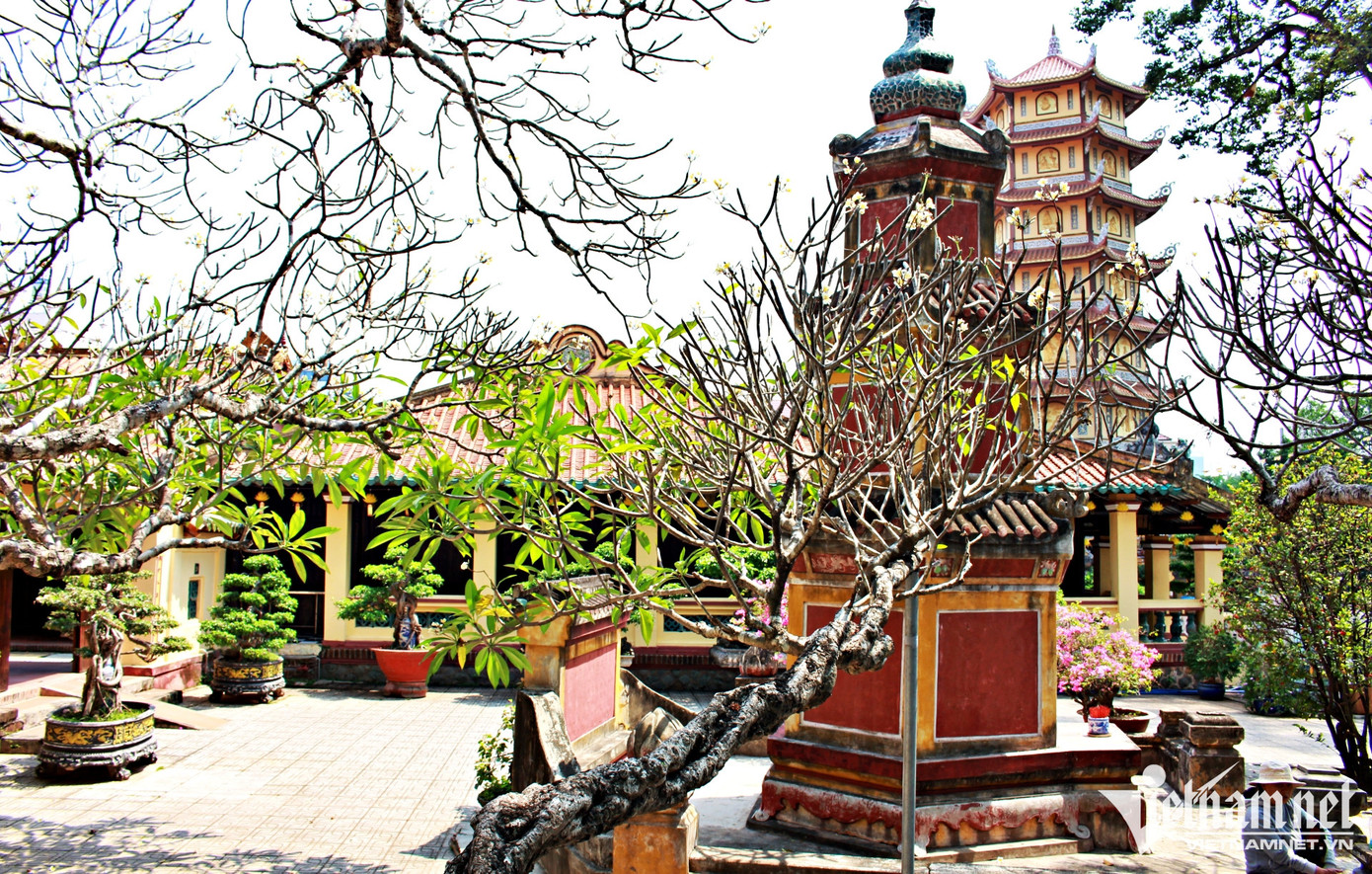 Khuôn viên chùa ngoài cây cổ thụ còn có nhiều hoa cỏ bốn mùa hương sắc.