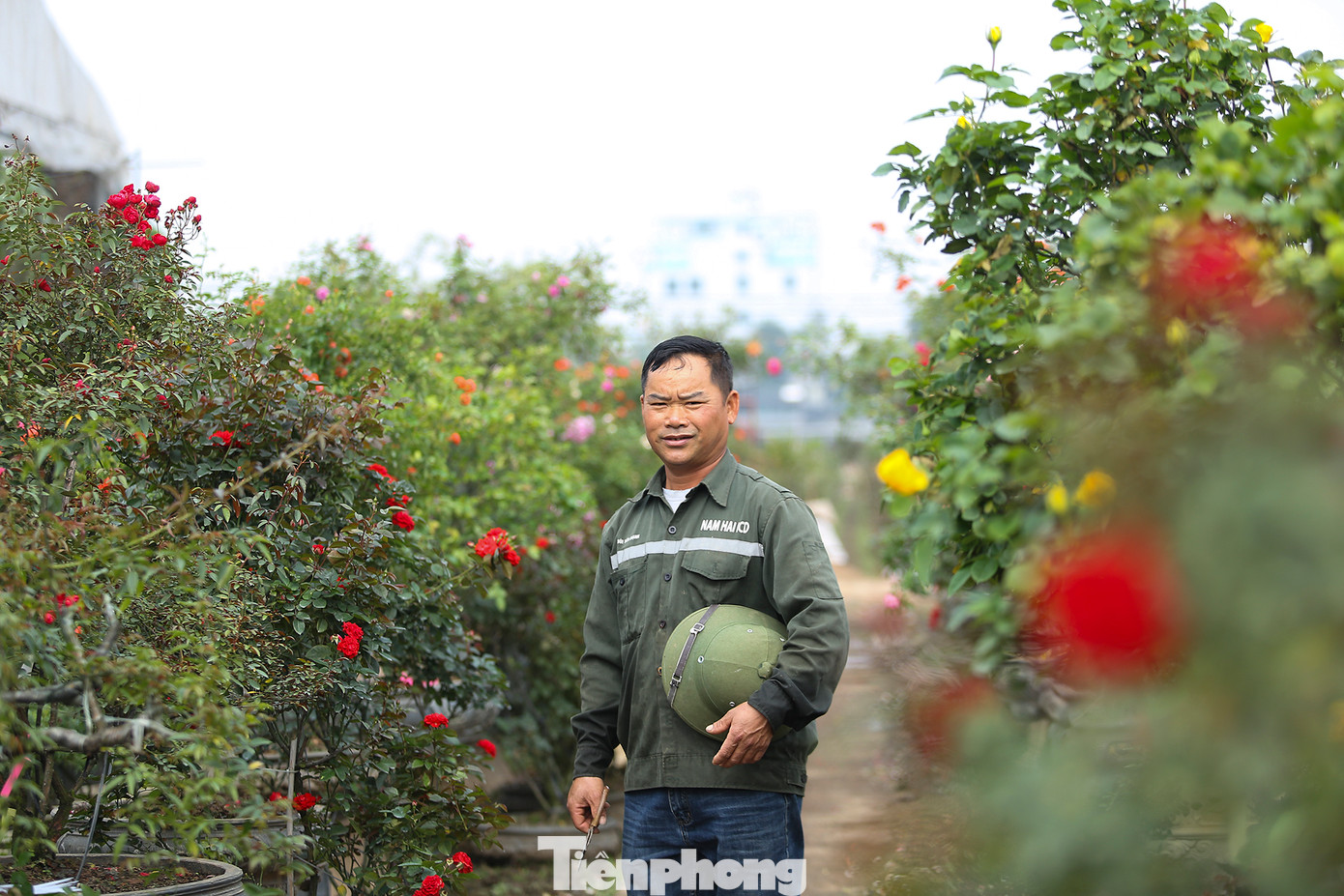 Đối với ông Tài hay những hộ trồng hoa khác, giờ đã bị mai một đi một phần vì nghề làm nông vất và cũng hay gặp rủi ro nhưng ông vẫn sẽ cố gắng ươm mầm thêm nhiều giống hoa nữa để khi nhắc về mảnh đất Mê Linh, du khách sẽ nhớ ngay đến những bông hoa đang đua sắc thắm.