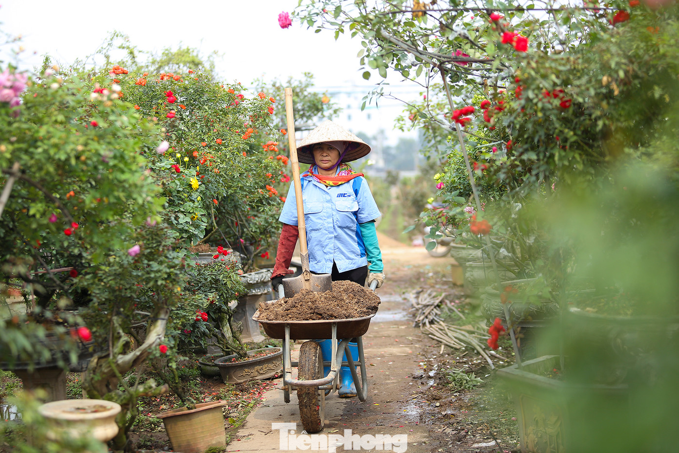 “Những ngày cao điểm như đợt 8/3 này, một mình bản thân và vợ không thể chăm sóc hay giao kịp cho khách phải thuê thêm nhân công mà khan hiếm vì một phần cả làng tôi ai cũng trồng hoa. Thế nên có hôm hai vợ chồng thức xuyên đêm đóng hàng giao đi, có lúc còn nhịn ăn trưa vì không có thời gian để nấu” Ông Tài chia sẻ.