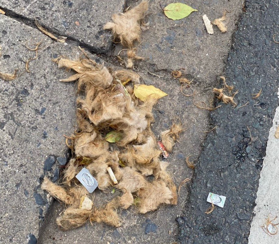 Lông của những con chó tại căn nhà số 190 đường Hoàng Diệu rơi đầy trên vỉa hè. Ảnh: Đ.T Lông của những con chó tại căn nhà số 190 đường Hoàng Diệu rơi đầy trên vỉa hè. Ảnh: Đ.T
