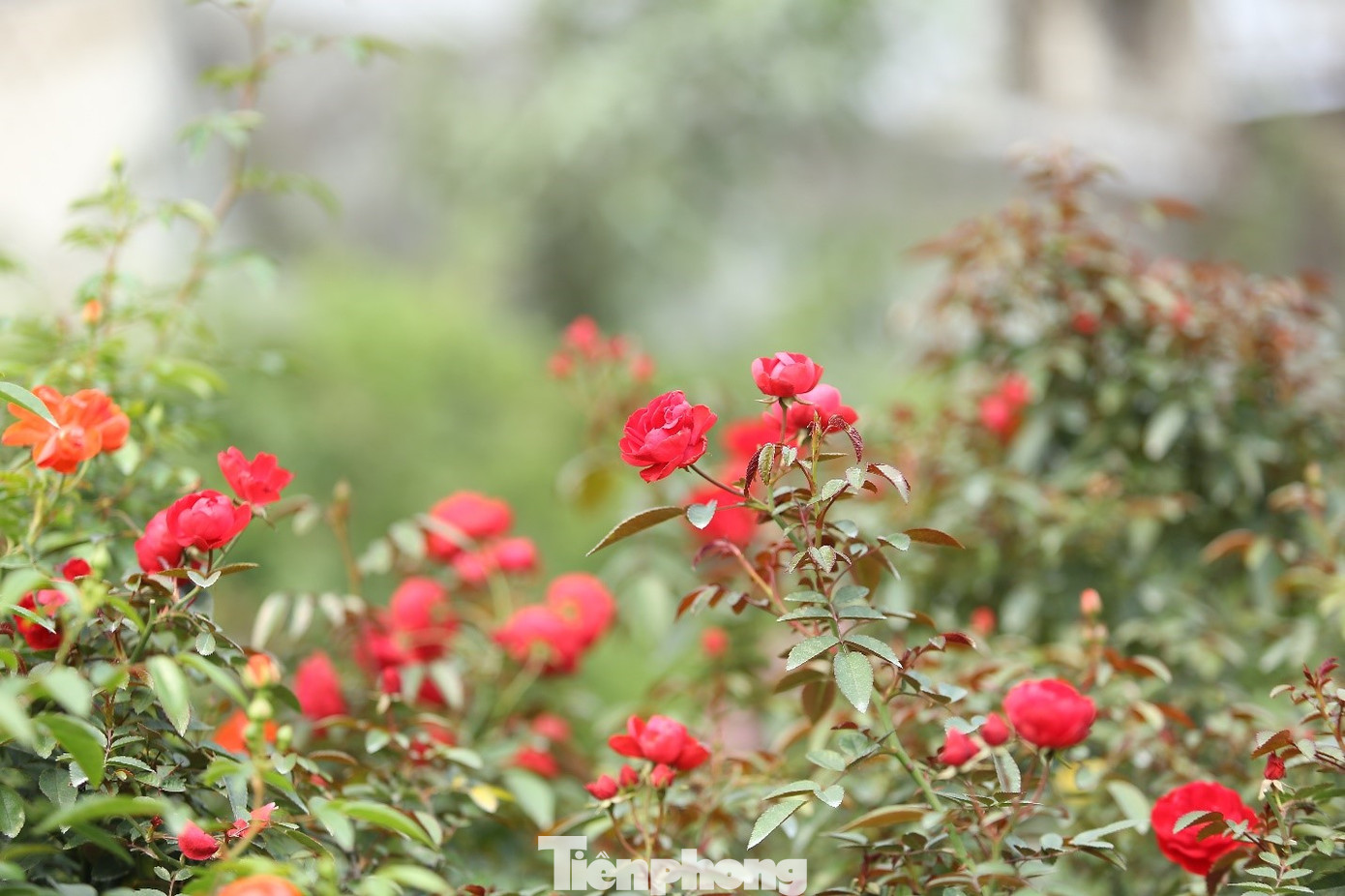 Ông nói thêm, đối với giống hoa hồng thì ngày nào cũng phải tưới nước, nên tưới vào buổi sáng là thích hợp nhất. Không nên tưới quá nhiều nước nhưng cũng không được để cây quá khô ảnh hưởng đến sự sinh trưởng và phát triển của cây. Ông Tài cho biết, những cây hoa hồng bonsai được bán với giá cao hơn rất nhiều so với cây hoa hồng bình thường. Hiện nay, mỗi cây hoa hồng bonsai trong vườn nhà ông bán ra với giá khoảng vài triệu đồng, thậm chí nhiều cây đẹp còn có giá hơn 100 triệu đồng, tùy kích thước và cách tạo hình.