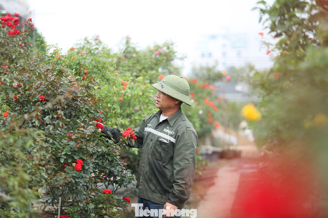 Ông Tài chia sẻ: “Đối với tôi, những gốc hồng ở đây giống như từng đứa con của tôi, phải chăm chút tỉ mỉ, cắt tỉa từng cành nhỏ, chiết cây sao cho phù hợp. Có những hôm bận bịu chăm cây mà quên cả việc ăn uống”.