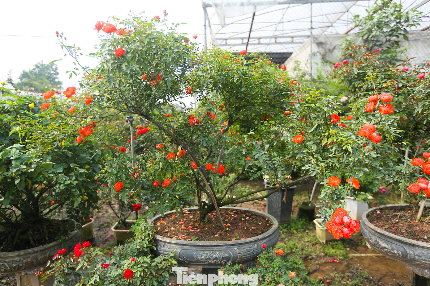 Hoa có giá từ 20.000-100.000 nghìn, thậm chí có những chậu sẽ lên tới hàng trăm triệu đồng.