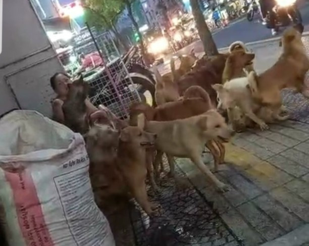Gần 100 con chó căn nhà số 190 đường Hoàng Diệu, phường 9, quận 4 không rọ mõm, phóng uế trực tiếp trên vỉa hè. Ảnh: Đ.T Gần 100 con chó căn nhà số 190 đường Hoàng Diệu, phường 9, quận 4 không rọ mõm, phóng uế trực tiếp trên vỉa hè. Ảnh: Đ.T