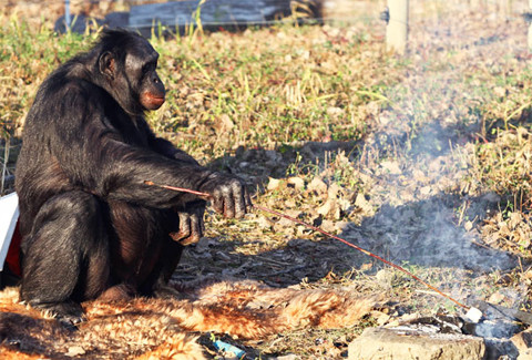 Tiến sĩ Savage-Rumbaugh kể rằng Kanzi tỏ ra quan tâm tới lửa sau khi xem một bộ phim về việc tìm ra lửa của người tiền sử. Nó xem bộ phim tới hàng trăm lần và hay xem con người nấu ăn. Vì thế Savage-Rumbaugh dạy nó cách nhóm bếp và nấu nướng. . Tiến sĩ Savage-Rumbaugh kể rằng Kanzi tỏ ra quan tâm tới lửa sau khi xem một bộ phim về việc tìm ra lửa của người tiền sử. Nó xem bộ phim tới hàng trăm lần và hay xem con người nấu ăn. Vì thế Savage-Rumbaugh dạy nó cách nhóm bếp và nấu nướng.