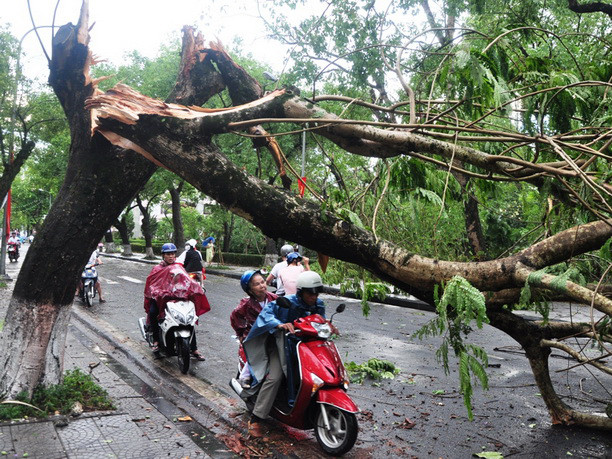 Cây ngã chắn ngang đường cản trở xe cộ qua lại - Ảnh: Tiến Long (Tuổi Trẻ). Cây ngã chắn ngang đường cản trở xe cộ qua lại - Ảnh: Tiến Long (Tuổi Trẻ)