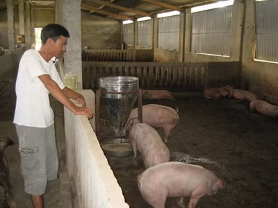 Đàn heo của anh Quyền xơ xác sau dịch