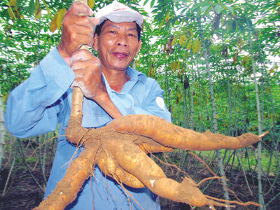 Ông Nguyễn Văn Sơn với rẫy sắn đến kỳ thu hoạch nhưng chưa biết bán cho ai 