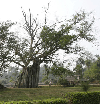 Tình cảnh cây đa Tân Trào hiện nay. Ảnh: thoibaoviet