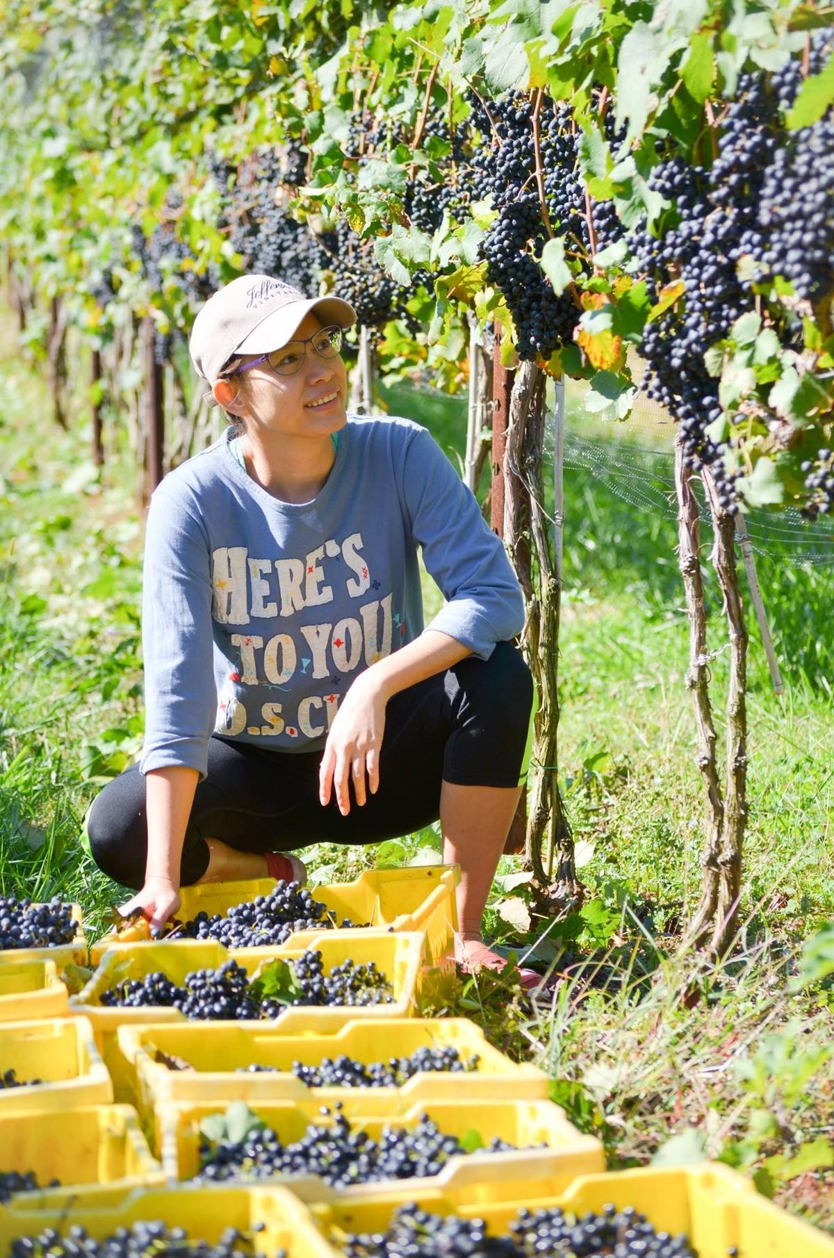 Vườn nho vào mùa thu hoạch