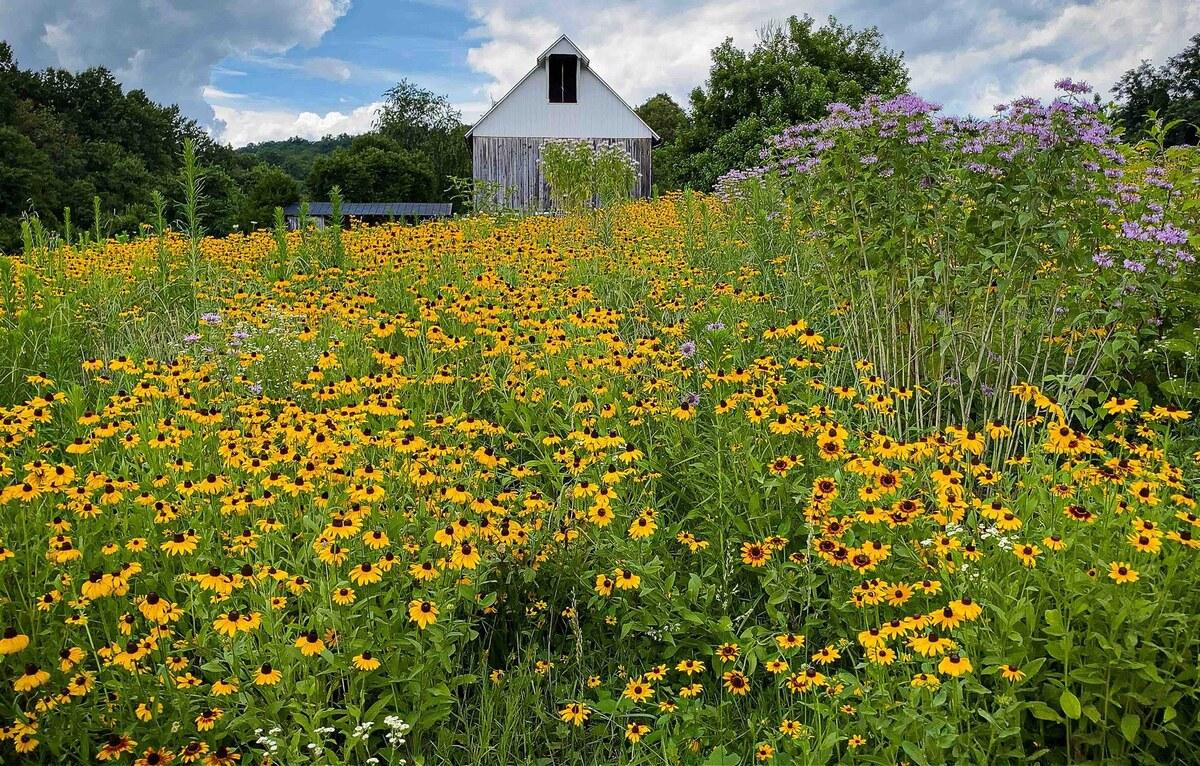 Mùa hoa ở nông trại của Ngọc Khánh
