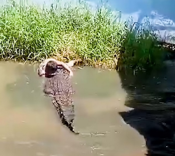Du khách tưởng cá sấu là "bức tượng", còn cá sấu coi du khách là "con mồi" nên lao vào tấn công. Ảnh: ViralPress. Du khách tưởng cá sấu là "bức tượng", còn cá sấu coi du khách là "con mồi" nên lao vào tấn công. Ảnh: ViralPress.