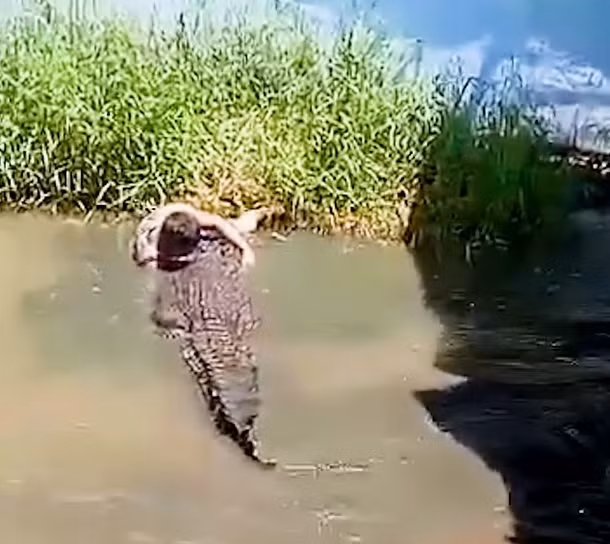 Du khách tưởng cá sấu là "bức tượng", còn cá sấu coi du khách là "con mồi" nên lao vào tấn công. Ảnh: ViralPress. Du khách tưởng cá sấu là "bức tượng", còn cá sấu coi du khách là "con mồi" nên lao vào tấn công. Ảnh: ViralPress.