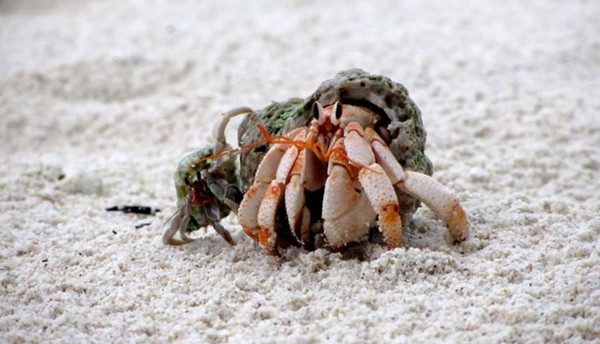 Nhiều người nuôi ốc mượn hồn (cua ẩn sĩ) làm thú cưng. Ảnh minh họa: Warren Rohner/ Flickr/ CC BY-SA 2.0. Nhiều người nuôi ốc mượn hồn (cua ẩn sĩ) làm thú cưng. Ảnh minh họa: Warren Rohner/ Flickr/ CC BY-SA 2.0.