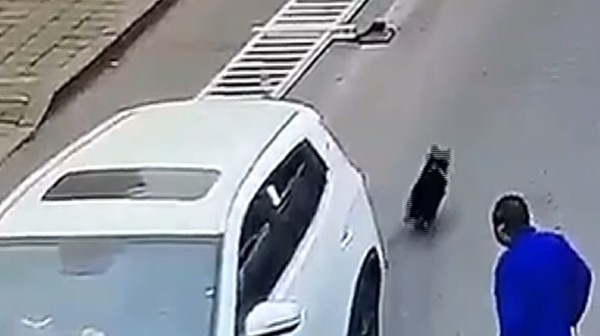 "Thủ phạm" bỏ trốn, không biết sau đó có ra trình diện cơ quan chức năng không. Ảnh: Stuff.