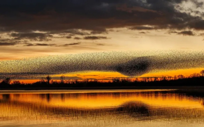 Đôi khi, những đàn chim tình cờ tạo ra những hình ảnh lạ mắt. Ảnh: James Crombie via CNN Newsource.