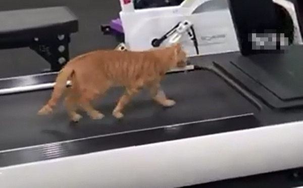 Chú mèo tập chạy rất chăm chỉ. Ảnh: Ecns.