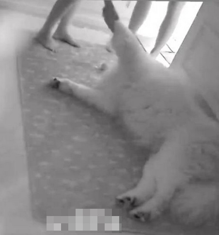 Chú chó nặng 32 kg không mảy may hoảng loạn khi có động đất ở Bangkok (Thái Lan_. Ảnh: Samoyed Echo.