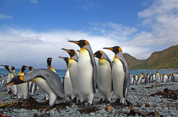 Trên nhóm đảo Heard và McDonald chỉ có chim cánh cụt sinh sống. Ảnh: WWF. Trên nhóm đảo Heard và McDonald chỉ có chim cánh cụt sinh sống. Ảnh: WWF.
