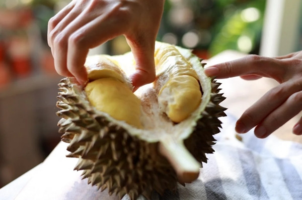 Nữ du khách người Trung Quốc bổ và ăn sầu riêng trong phòng khách sạn ở Singapore. Ảnh minh họa: Getty. Nữ du khách người Trung Quốc bổ và ăn sầu riêng trong phòng khách sạn ở Singapore. Ảnh minh họa: Getty.