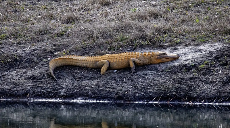 "Cá sấu bí ngô". Ảnh: D. A. Krieger.