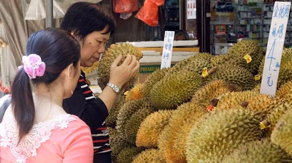 Một khách hàng đang chọn sầu riêng. Ảnh minh họa: Agencja Fotograficzna Caro/ Alamy Photo.