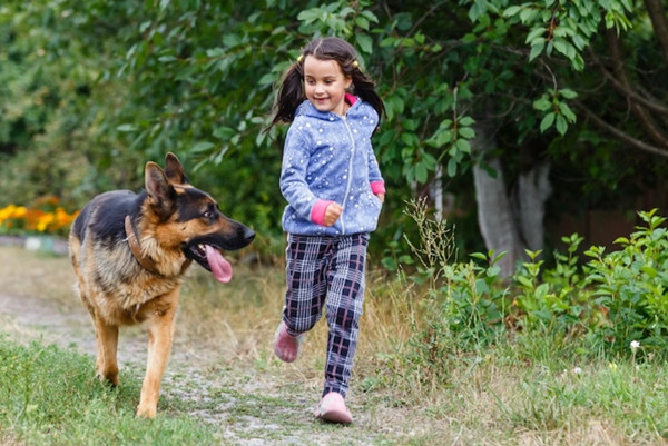Thường thì các chú chó có xu hướng yêu quý, bảo vệ trẻ em trong gia đình. Ảnh minh họa: CLB Chó Hoa Kỳ.