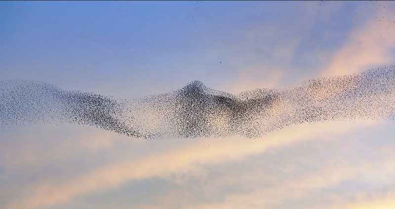 Một đàn chim bay thành hình khá cân đối trên bầu trời California (Mỹ), nhưng các nhà khoa học cũng không hiểu tại sao. Ảnh: National Geographic.