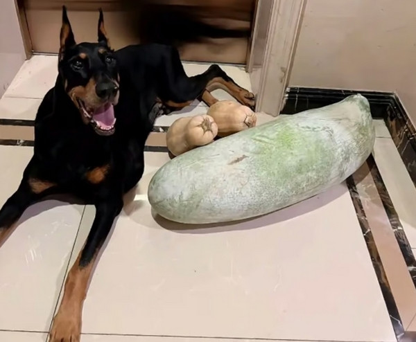 Chú chó Joker. Ảnh: Weixin. Chú chó Joker. Ảnh: Weixin.