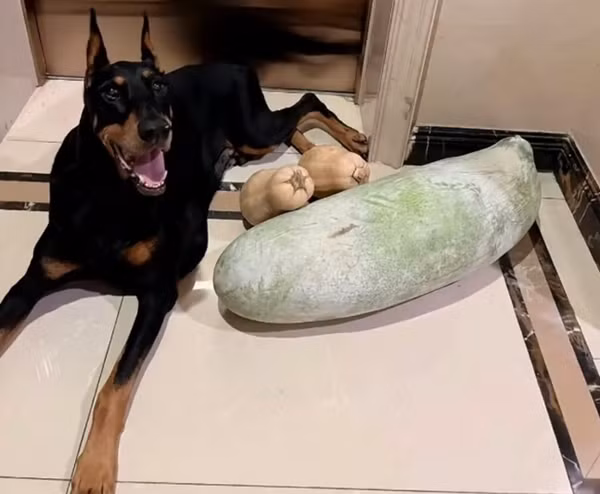 Chú chó Joker. Ảnh: Weixin.