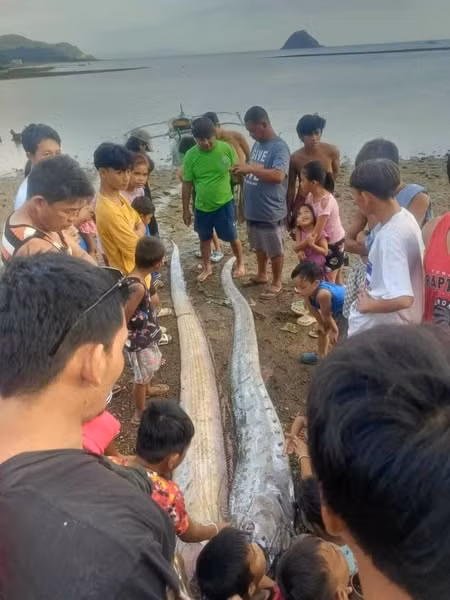 Nhiều người dân quây vào xem 2 con cá lạ. Ảnh: Jay-R Perez.