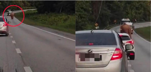 Một con voi đi một mình trên đường cao tốc, nơi voi con thiệt mạng, vào hôm sau ngày xảy ra tai nạn, và nhiều người tin rằng đó chính là voi mẹ quay lại tìm con. Ảnh: Kutupai.