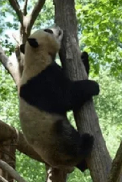 Le Le trèo lên cây và không dám xuống trong một lúc lâu. Ảnh: Weibo.