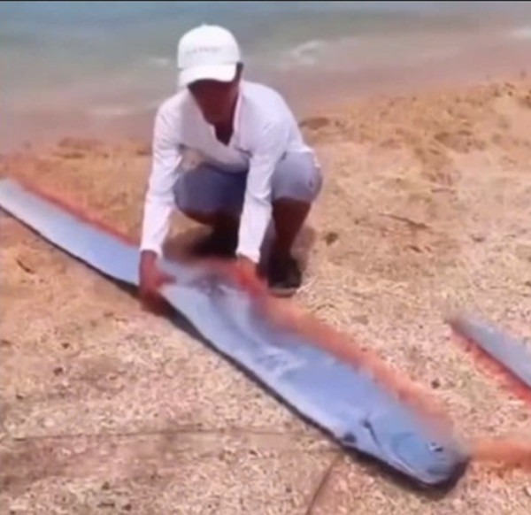 Cá mái chèo xuất hiện ở Ninh Thuận ngày 18/5. Ảnh: An An. Cá mái chèo xuất hiện ở Ninh Thuận ngày 18/5. Ảnh: An An.