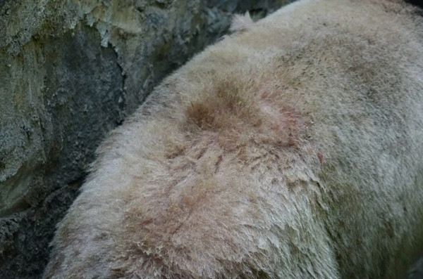 Le Le đã bị thương trên lưng vì đánh nhau với bạn. Ảnh: 8world News.