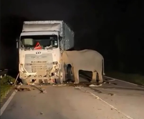 Voi mẹ đứng cạnh xe tải va chạm với voi con suốt nhiều tiếng đồng hồ, đẩy đầu vào xe tải như để cố cứu con, khiến ai thấy cũng thương. Ảnh: Buletin Malaysia.