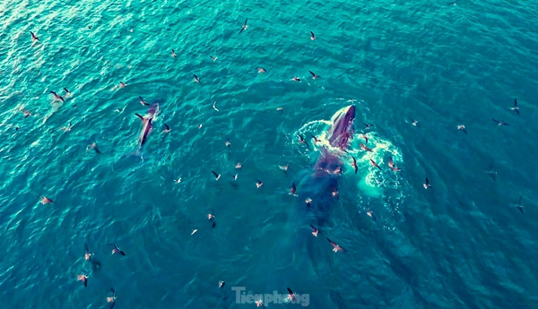 Cá voi là loài có tính xã hội cao nên cũng là biểu tượng cho sự kết nối. Ảnh: Dũng Nhân/TPO.