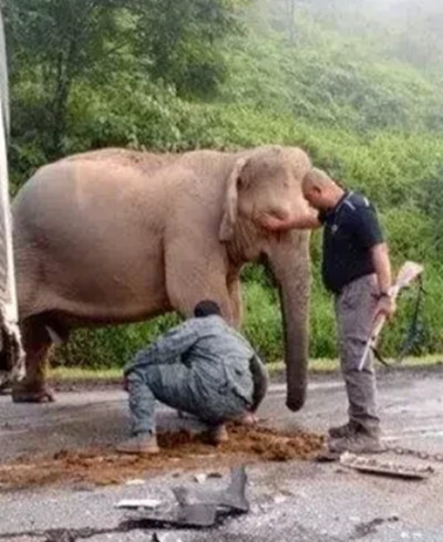 10 nhân viên chuyên về động vật hoang dã đã tới hiện trường để giúp làm cho voi mẹ bình tĩnh lại. Ảnh: Sinar Harian.