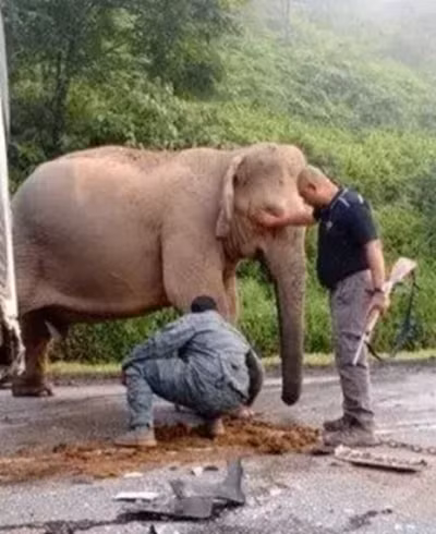 10 nhân viên chuyên về động vật hoang dã đã tới hiện trường để giúp làm cho voi mẹ bình tĩnh lại. Ảnh: Sinar Harian.