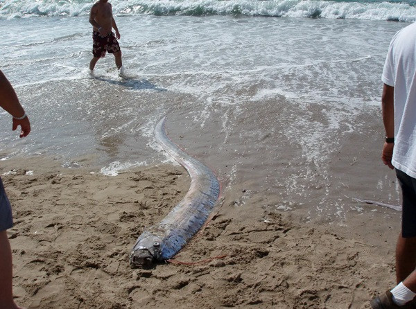 Một con cá mái chèo bị dạt vào bờ biển ở Mexico. Ảnh: Eric Broder Van Dyke/ Getty Images. Một con cá mái chèo bị dạt vào bờ biển ở Mexico. Ảnh: Eric Broder Van Dyke/ Getty Images.