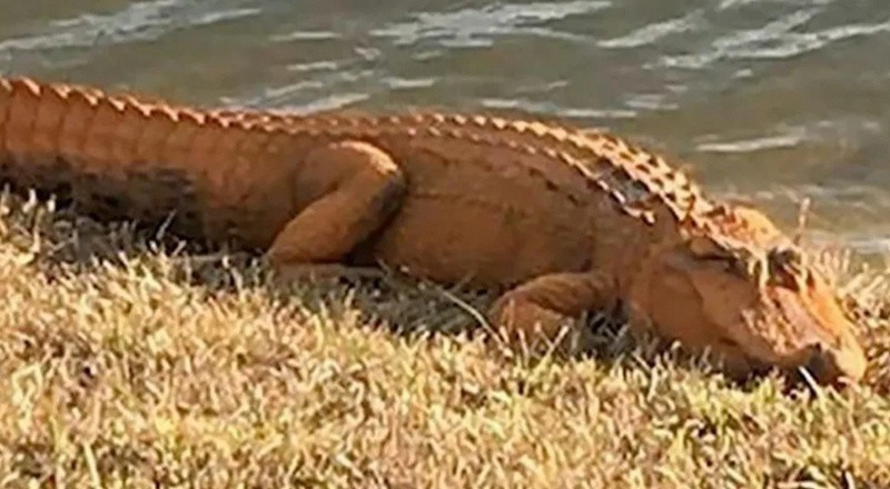Một con cá sấu màu cam cũng từng được nhìn thấy ở bang South Carolina. Ảnh: Chad Godwin.