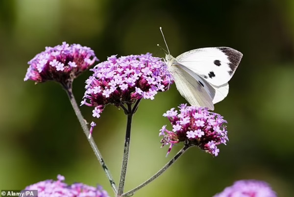 Các chuyên gia về sinh vật học nói, trong nhiều loài bướm có độc tố tự nhiên đối với động vật khác. Ảnh minh họa: Alamy/ PA. Các chuyên gia về sinh vật học nói, trong nhiều loài bướm có độc tố tự nhiên đối với động vật khác. Ảnh minh họa: Alamy/ PA.