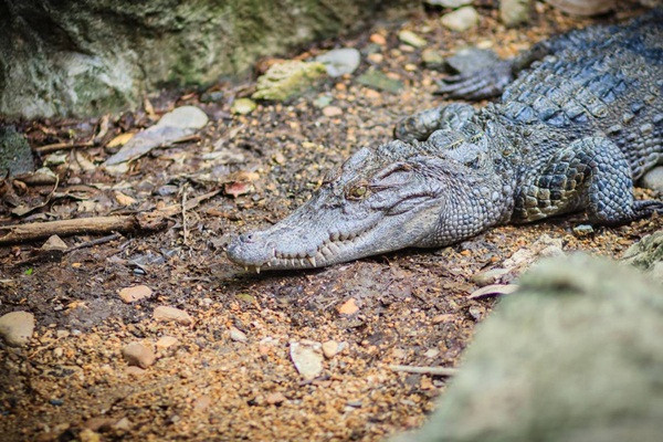 100 tấn cá sấu sống đang được bán đấu giá, giá khởi điểm là 4 triệu tệ (hơn 14 tỷ đồng), thời hạn tham gia đấu giá là đến ngày 9/5. Ảnh minh họa: One Earth.
