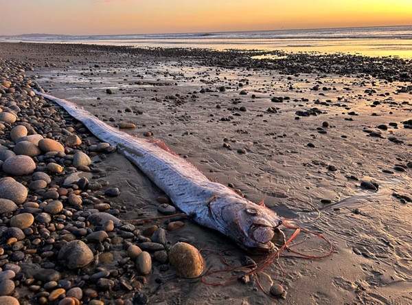 Một con cá mái chèo bị dạt vào bờ biển California (Mỹ) cuối năm 2024. Ảnh: Alison Laferriere/ Scripps Institution of Oceanography. Một con cá mái chèo bị dạt vào bờ biển California (Mỹ) cuối năm 2024. Ảnh: Alison Laferriere/ Scripps Institution of Oceanography.