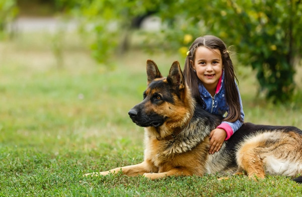 Chó becgie Đức được coi là giống chó thông minh và trung thành nhất. Ảnh: Shutterstock.